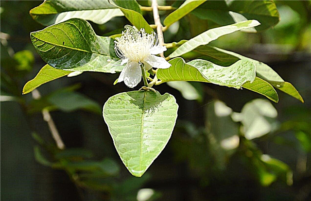 لا أزهار على أشجار الجوافة: لماذا لا تتفتح أزهار الجوافة