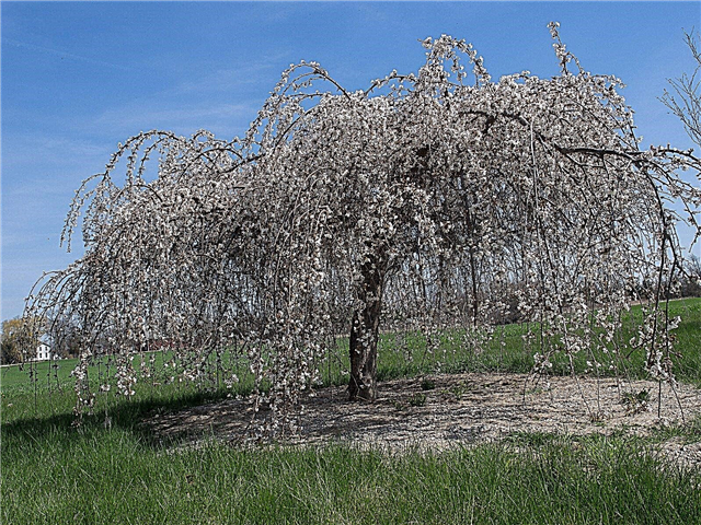 Шта је дрво Снофозам - Сњежне фонтане од трешње и информације о њези