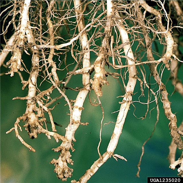 Control de nematodos del maíz dulce: cómo manejar los nematodos del maíz dulce