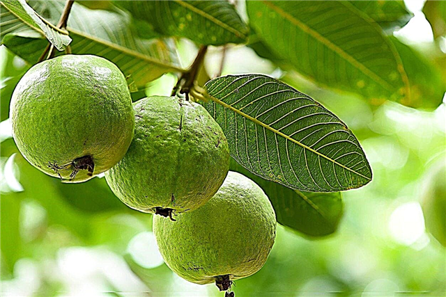 Guavenbaumdünger: Wie man einen Guavenbaum füttert