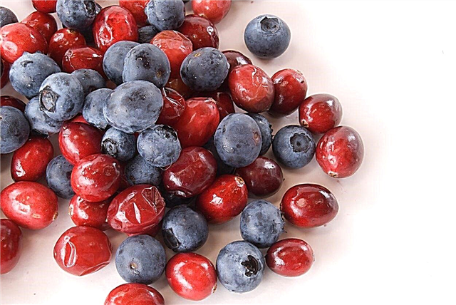 Tanaman Pendamping Cranberry: Apa Yang Harus Tumbuh Di Sekitar Cranberry