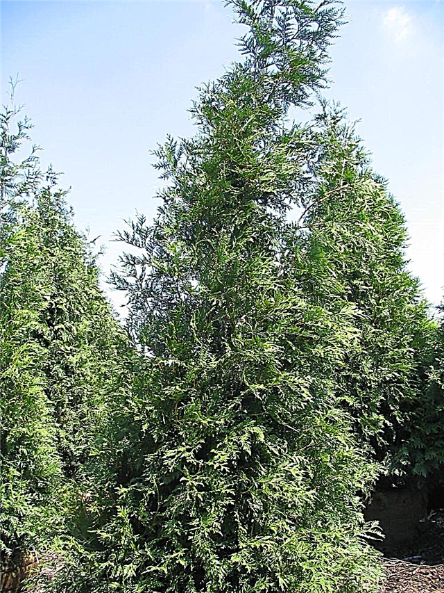Omsorg for Thuga Evergreens: How To Grow A Green Giant Arborvitae