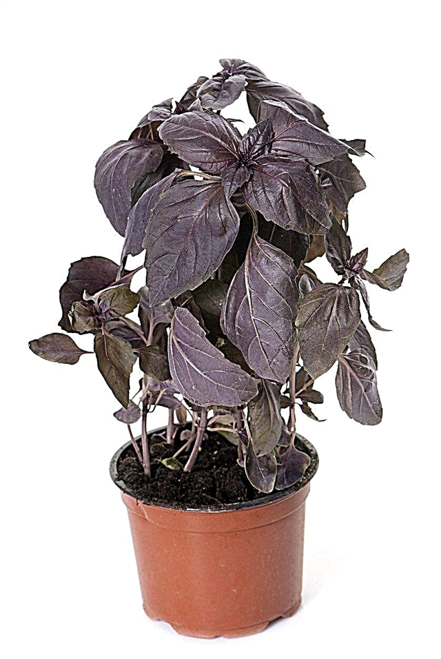 Red Basil Care: Cómo cultivar plantas de Red Rubin Basil