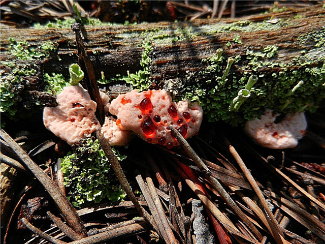 Che cos'è il fungo del dente sanguinante: un fungo del dente sanguinante è sicuro