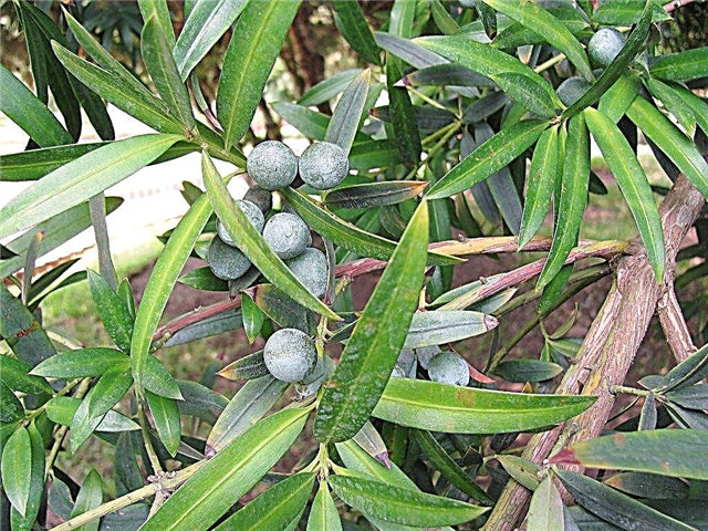 O que é um pinheiro ameixa: Aprenda a crescer pinheiros ameixa