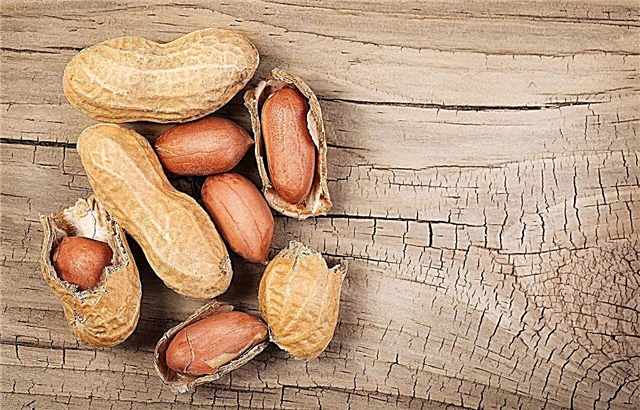Informação de amendoim de Valência: Aprenda a cultivar amendoim de Valência
