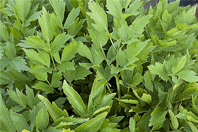 Splitting Lovage Herbs: Tips för Lovage Plant Division
