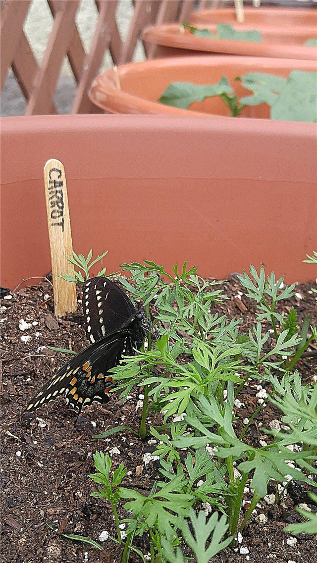 Cenouras crescentes para borboletas rabo de andorinha preto: