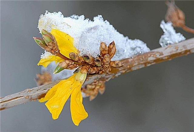 Forsythia Daune de iarnă: Cum să tratezi o Forsitie deteriorată la rece