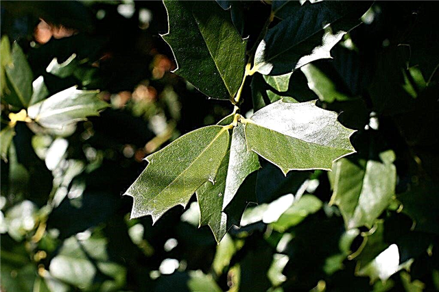 Informação do azevinho da folha do carvalho: Aprenda como crescer uma planta do azevinho da folha do carvalho