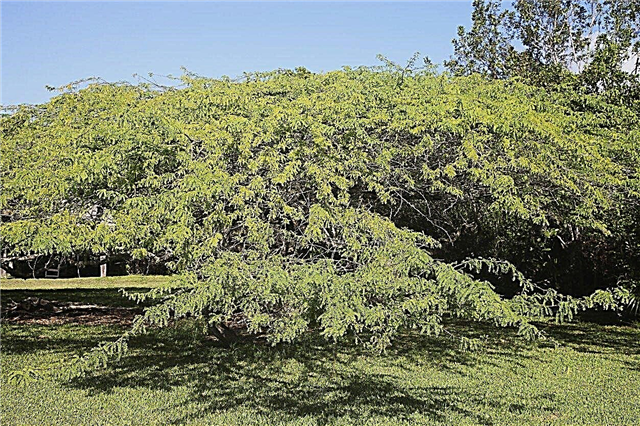 Verschieben von Mesquite-Bäumen - Ist das Umpflanzen eines Mesquite-Baums möglich?