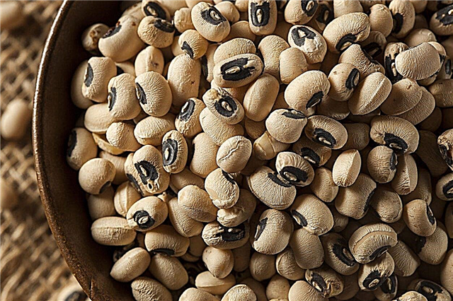 Cara Menuai Kacang Hitam - Petua Memetik Kacang Hitam