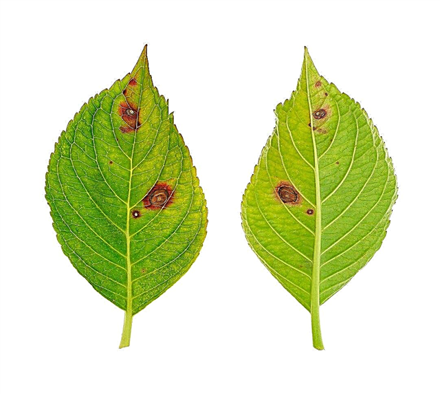 Penyakit Hydrangea Umum: Tips Mengobati Hydrangea yang Sakit