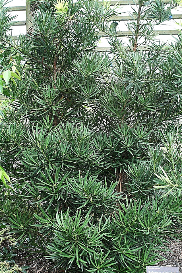 Cura delle piante di Podocarpus: Informazioni sugli alberi di pino di Podocarpus