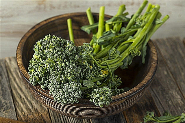 Broccolini Information - Wie man Baby Broccoli Pflanzen züchtet