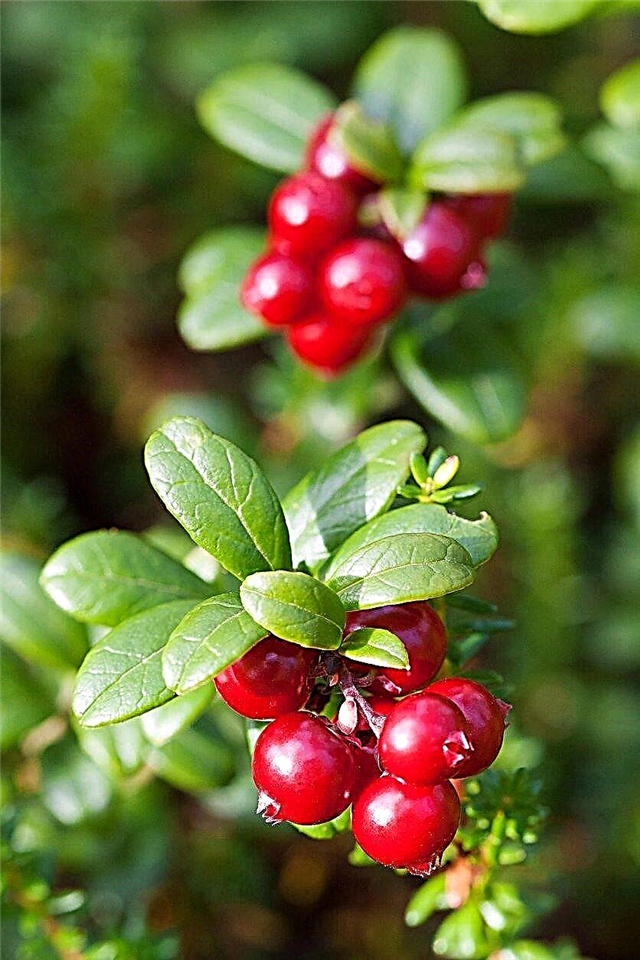 Φυτά Cranberry σε γλάστρες - Συμβουλές για την καλλιέργεια των βακκίνιων σε δοχεία
