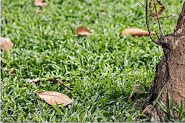 Bay Tree Leaf Drop: Why Is My Bay Kehilangan Daun