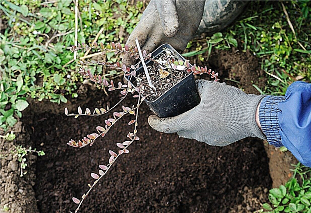 Sfaturi de propagare a merișoarelor: Cum să propagați afine în grădină