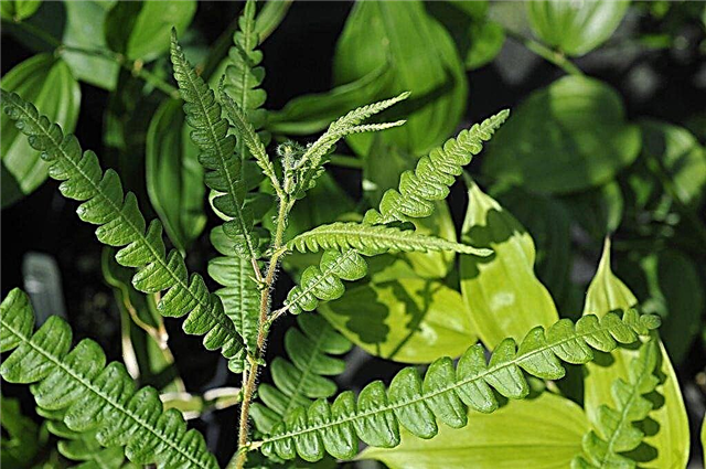 Información de la planta Sweetfern: ¿Qué son las plantas Sweetfern?