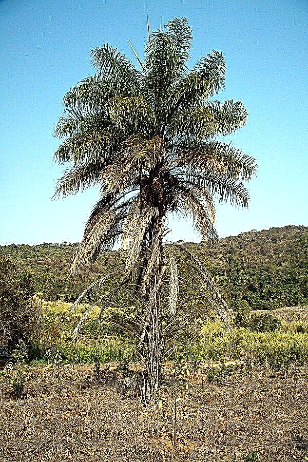 Información de la guacamaya: cómo cultivar palmeras