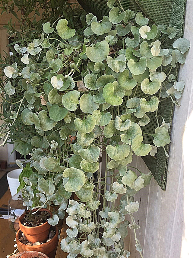 Kambarinis augalas „Sidabrinis krioklys“: „Augantis sidabro krioklio„ Dichondra “namuose