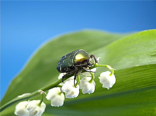 Schädlinge auf Maiglöckchen: Käfer und Tiere, die Maiglöckchenpflanzen fressen