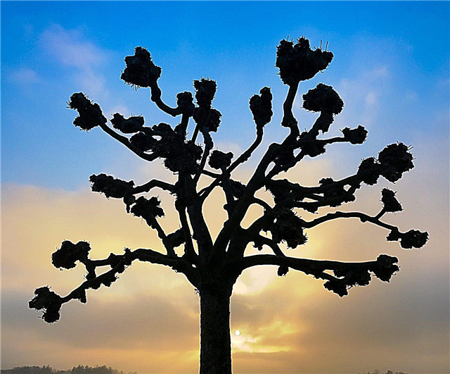 गूलर का पेड़ प्रूनिंग - जब करने के लिए गूलर के पेड़