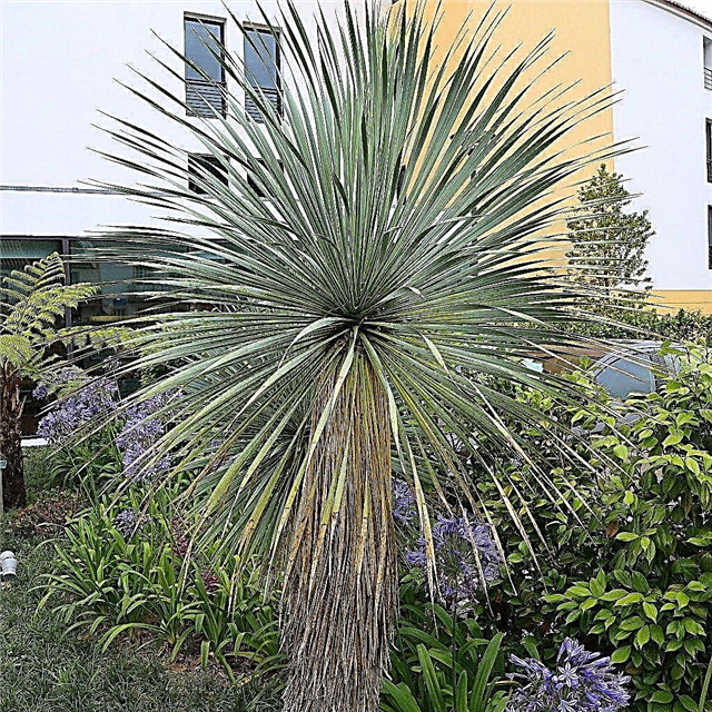 Beaked Yucca Care - Hoe een snavelvormige blauwe yuccaplant te laten groeien