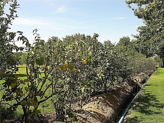 Eine Quittenhecke machen - Wie man eine Quittenfruchtbaumhecke züchtet