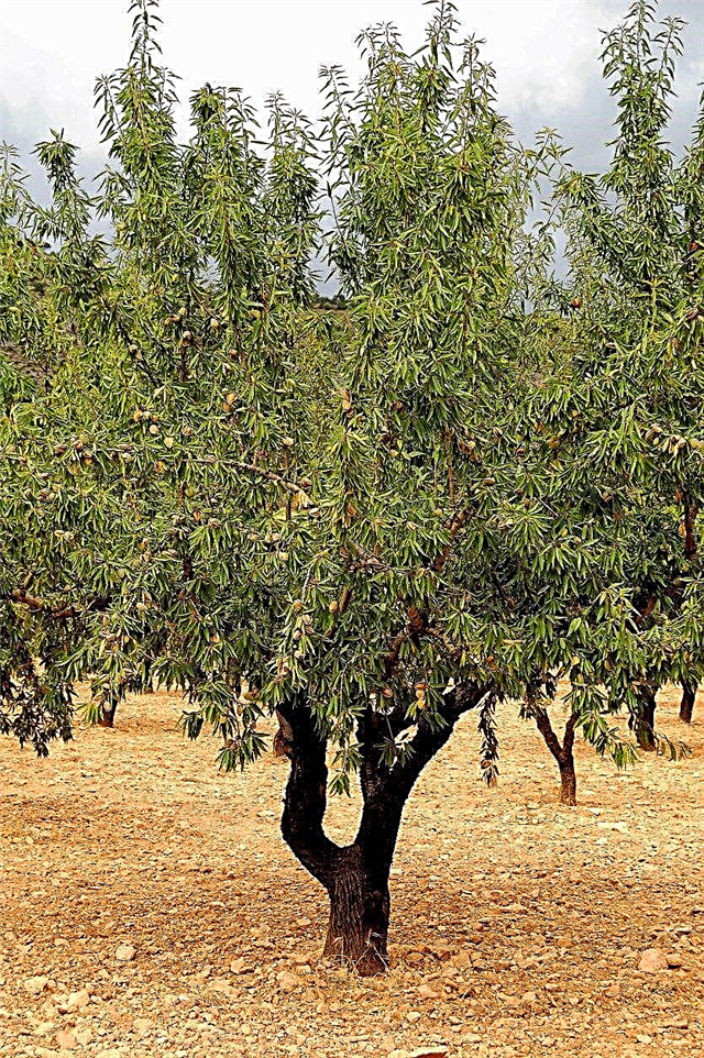 Einen Mandelbaum bewegen - Wie man Mandelbäume umpflanzt