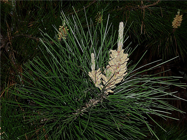 Monterey Pine teave: Mis on Monterey Pine Tree