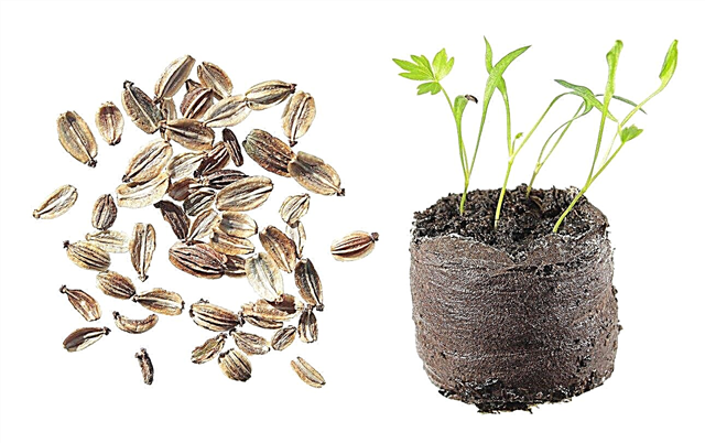 Samen gewachsene Liebstöckelpflanzen - Wie man Liebstöckel aus Samen züchtet