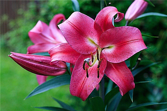 Bạn có nên đặt cây Lily: Lời khuyên cho việc đặt hoa loa kèn trong vườn