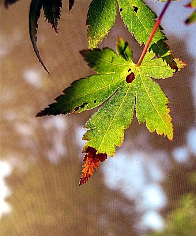 Tache de la feuille d'érable japonaise: quelles sont les causes des taches sur les feuilles d'érable japonais