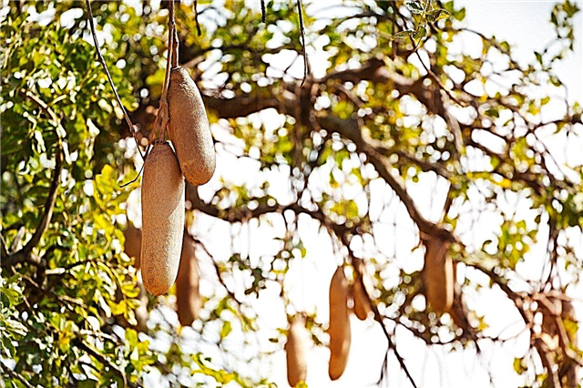 O que é uma árvore de salsicha - Dicas para o cultivo de árvores de salsicha Kigelia