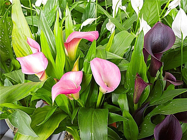 Calla Lily Sorten - Informationen über verschiedene Calla Lily Pflanzen