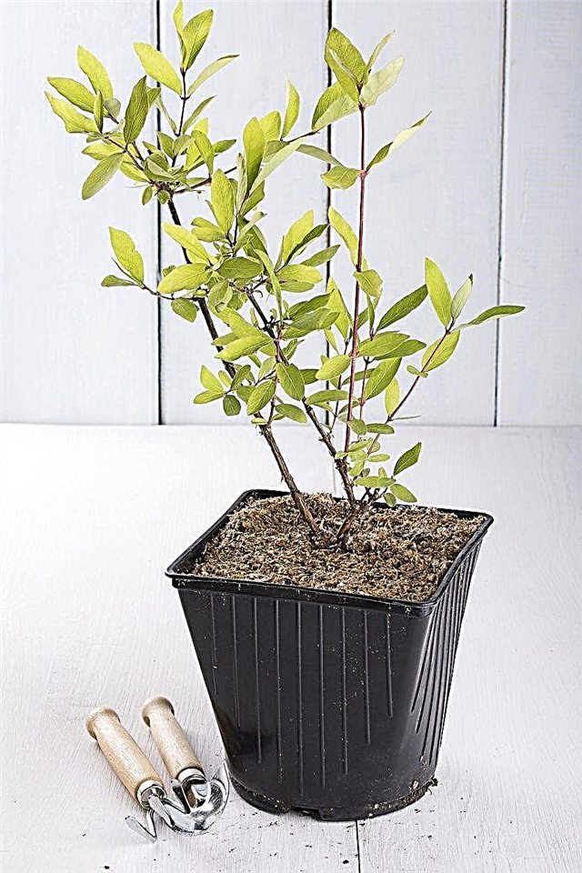 Sementes e estacas de madressilva: Dicas para propagar plantas de madressilva