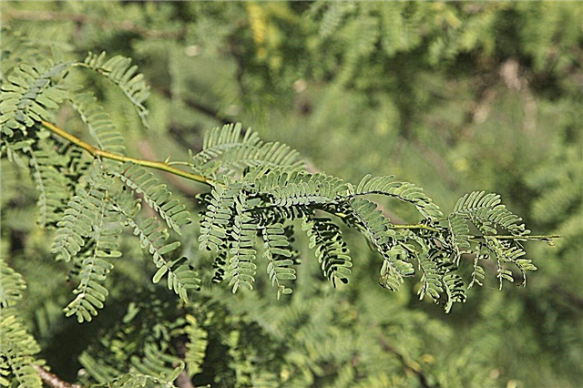 Mesquite Cutting Propagation: kunt u Mesquite laten groeien uit stekken