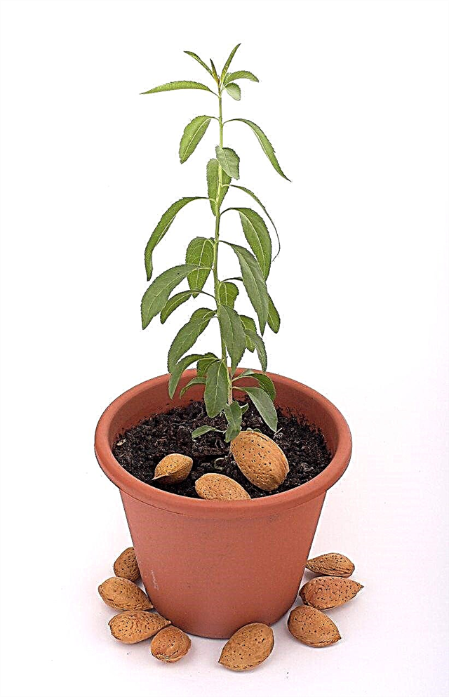 Plantando nozes amêndoas - Como crescer uma amêndoa a partir de sementes