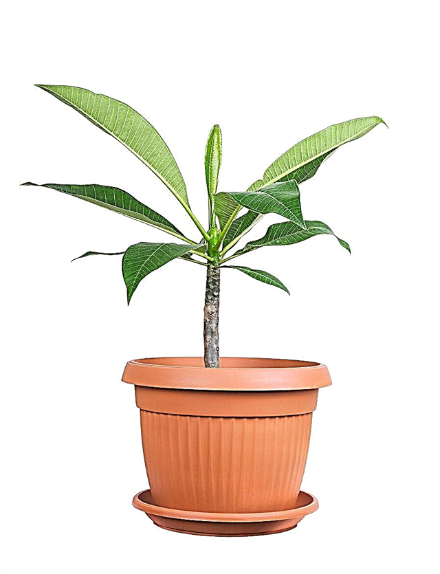 Innendørs Plumeria-omsorg - Hvordan dyrke Plumeria-planter innendørs