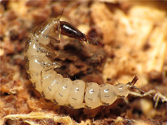 Wat zijn Rove Beetles: Hoe identificeer je Rove Beetle-eieren en larven