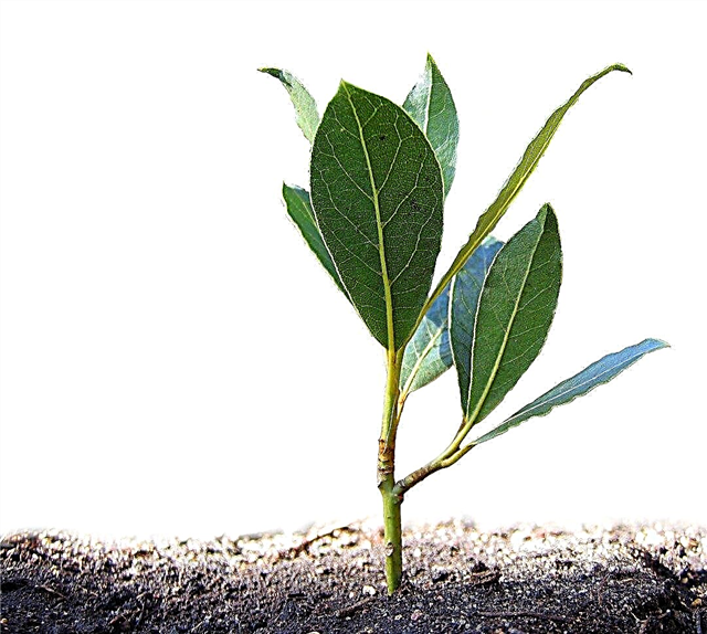Cuándo sembrar semillas de laurel: consejos para cultivar semillas de laurel
