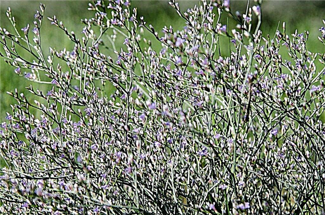 Maklumat Tanaman Limonium: Petua Menanam Lavender Laut Di Taman