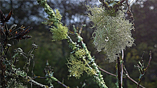 Che cos'è il lichene di Usnea: il lichene di Usnea danneggia le piante