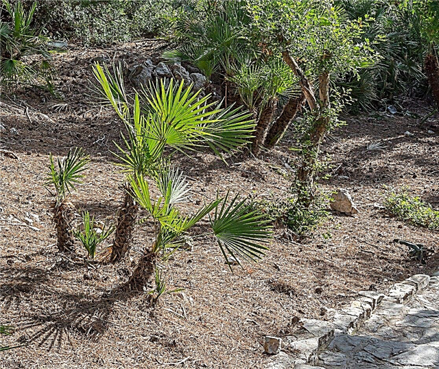 Información sobre las palmeras de abanico: aprenda a cultivar palmas de abanico mediterráneas