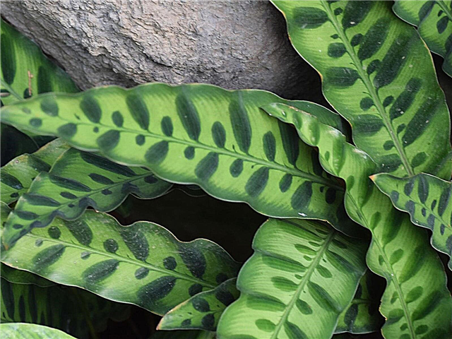 Rattlesnake Plant Care: Wie man Klapperschlangen-Zimmerpflanzen züchtet