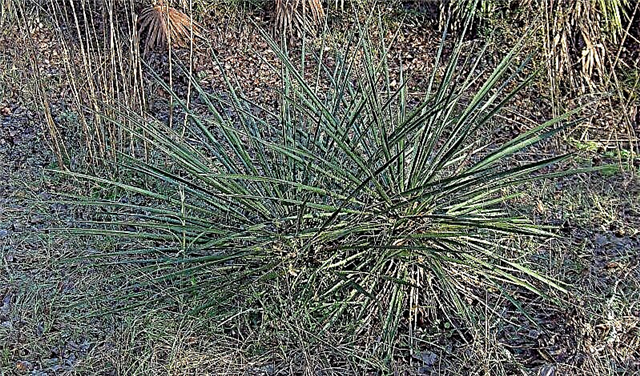 Vad är Beargrass Yucca: Lär dig mer om Beargrass Yucca-växter