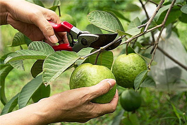 Tăierea copacului de Guava - Cum pot să-mi prune copacul de Guava