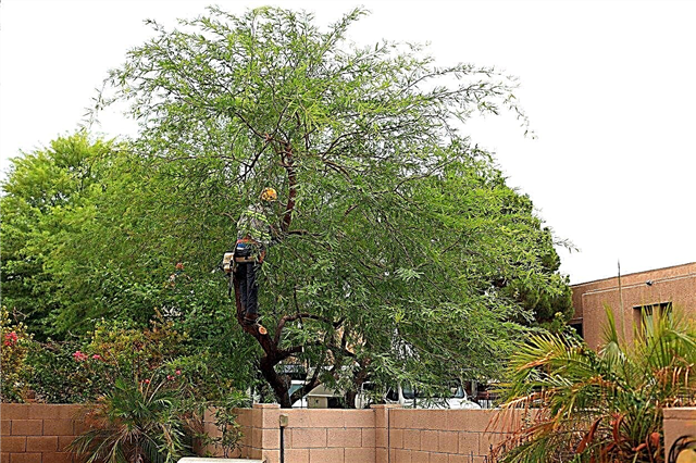 Tăierea arborelui Mesquite: Aflați când să puteți un copac Mesquite