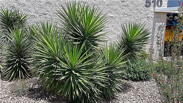 Liektu lapu Yucca audzēšana: kā audzēt izliektu lapu Yucca augus